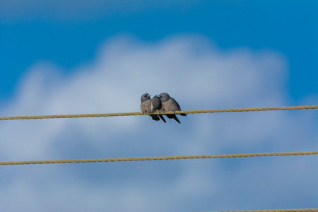 Ashy woodswallow in wet land, Trissur, Kerala, South Indiaの写真素材