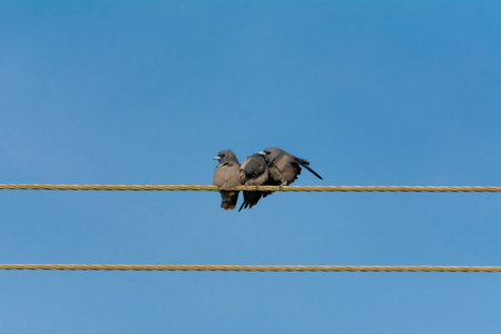 Ashy woodswallow in wet land, Kerala, South Indiaの写真素材