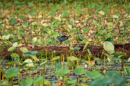 Grey-headed swamphen at Lotus farm, Pullu, Thrissur district, Kerala, South Indiaの写真素材