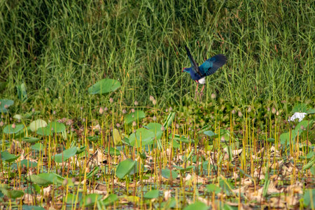 Grey-headed swamphen at Lotus farm, Pullu, Thrissur district, Kerala, South Indiaの写真素材