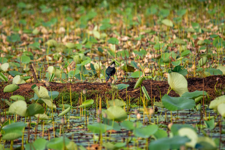 Grey-headed swamphen at Lotus farm, Pullu, Thrissur district, Kerala, South Indiaの写真素材