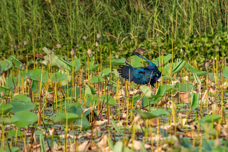 Grey-headed swamphen at Lotus farm, Pullu, Thrissur district, Kerala, South Indiaの写真素材