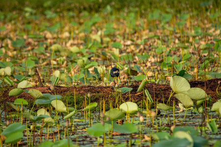 Grey-headed swamphen at Lotus farm, Pullu, Thrissur district, Kerala, South Indiaの写真素材