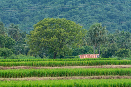 Paddy field or rice field at Kollangode, Palakkad District, Kerala, South Indiaの写真素材