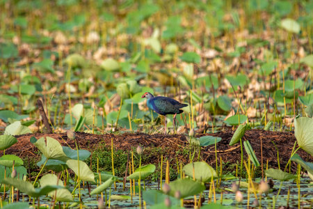 Grey-headed swamphen at Lotus farm, Pullu, Thrissur district, Kerala, South Indiaの写真素材