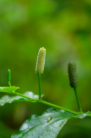 Name unknown beautifull wild flowerの写真素材