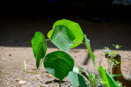 Leaves on blured background, imageの写真素材
