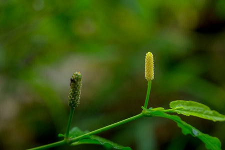Name unknown beautifull wild flowerの写真素材