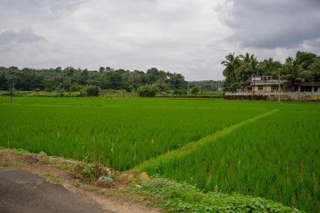 Rice field, close up yellow rice seed ripe and green leaves, Palakkad, Kerala,の写真素材