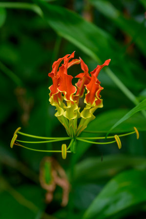 flame lily, climbing lily, creeping lily, glory lily, gloriosa lily, tiger claw, and fire lily.の写真素材