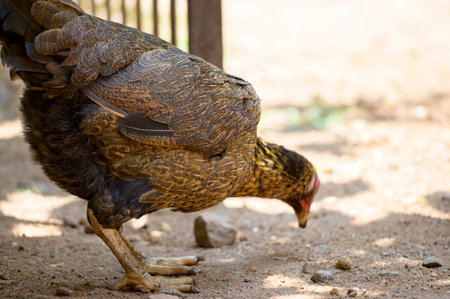 Beautiful Hen's close up shot from Kerala, South Indiaの写真素材