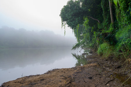 Morning mist in Kunthi River, Vilayur, Palakkad, Kerala, South Indiaの写真素材