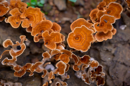 Beautiful heart shape image of Auricularia auricula judaeの写真素材