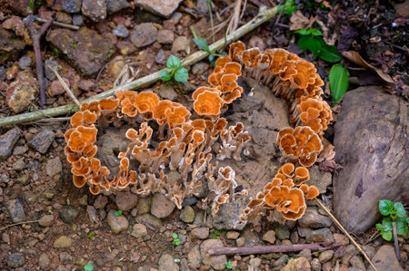 Beautiful heart shape image of Auricularia auricula judaeの写真素材