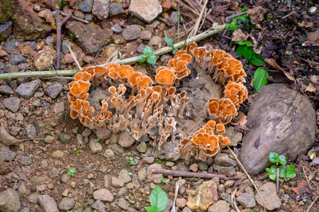 Beautiful heart shape image of Auricularia auricula judaeの写真素材