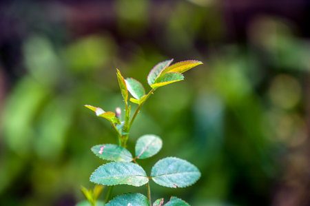 Rose flower leaves close up shotの写真素材