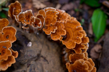 Beautiful heart shape image of Auricularia auricula judaeの写真素材