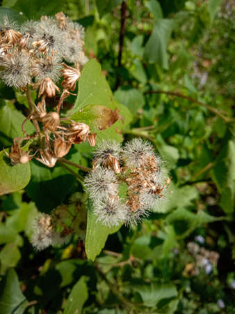 dandelions in a wild area of himachal pradesh, India