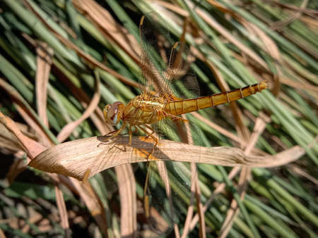 pantala flavescens, the globe skimmerjor wandering glider sitting on rice plant leaf in himachal pradesh, India.の写真素材