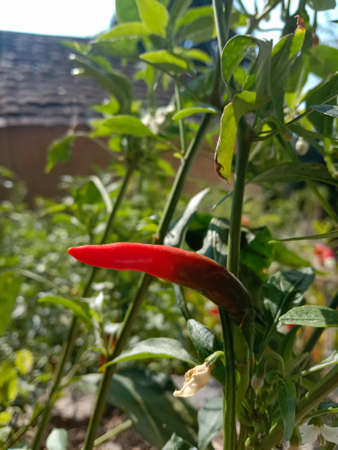 picture of red kashmiri chilli plant himachal pradesh.