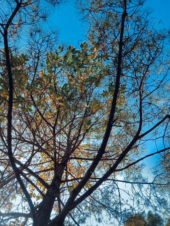 picture of skyblue sky and pine trees. nature photo.