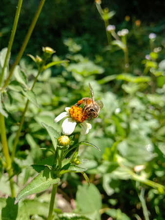 picture of asian honey bee on a black jack flower.