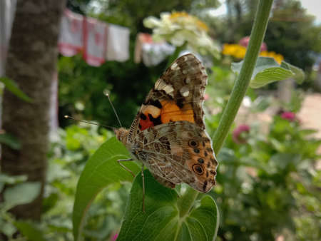 picture of painted lady (vanessa cardui ) butterfly. Himachal pradesh, India.