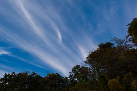 picture of dark blue sky with white cloud lines and trees in evening.