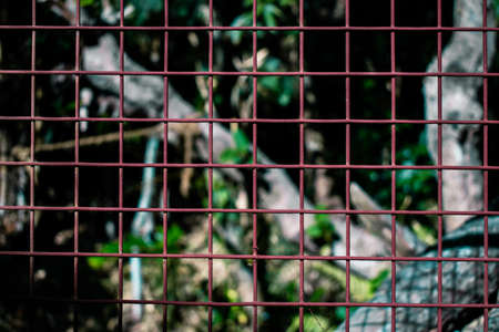 picture of iron fence painted with primer.の写真素材