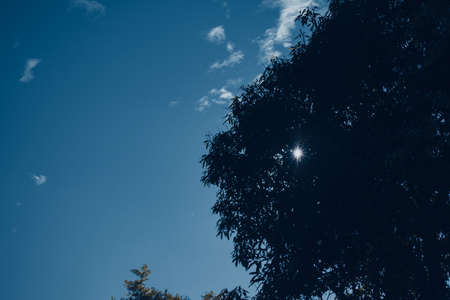 picture of open blue sky and sunlight penetrating through tree leaves.の写真素材