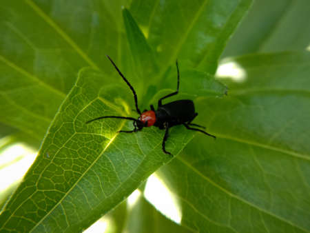 picture of red headed blister beetle or lytta magister sitting on leaf. Himachal pradesh, India..