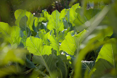 picture of shiny cauliflower leaves in sunlight.