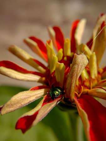 picture of green doc beetle ( gastrophysa viridula ) on profusion red zinnia.