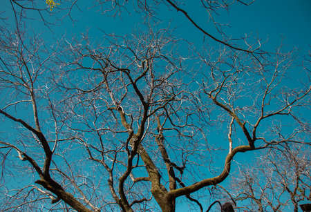 walnut tree at day without leaves. Himachal pradesh, India.