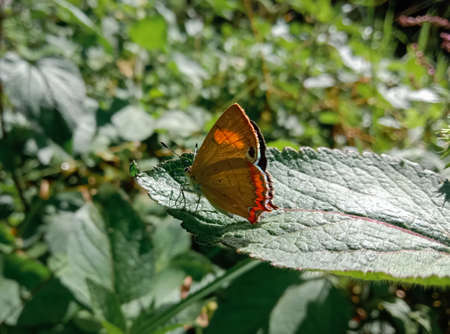 beautiful himalayan red flash or rapala selira butterfly on a leaf.