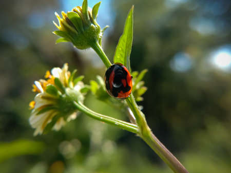 picture of seven spotted ladybug or coccinella septempunctata.