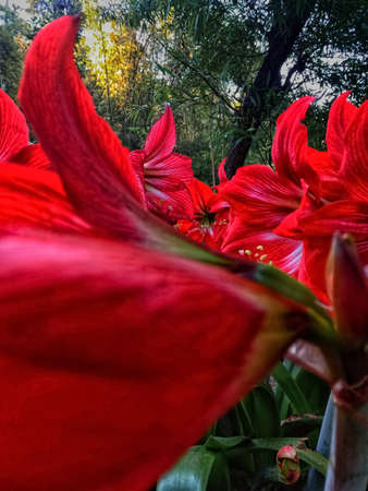picture of crimson red amaryllis or red pearl flowers .の写真素材
