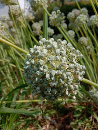 picture of onion flower or onion bolting.