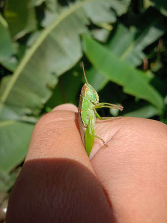 normal commonly found green grasshopper in hand.
