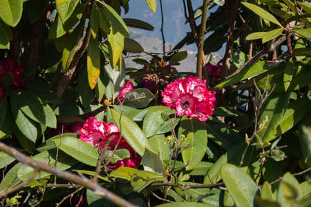 picture of pink rhododendron flower tree. Himachal pradesh, India.の写真素材
