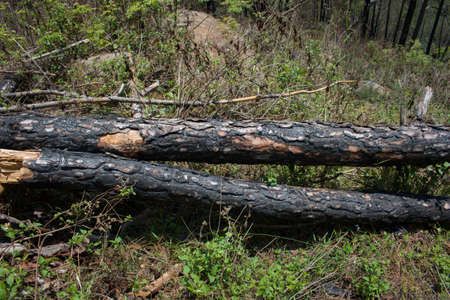 Burnt Indian pine trees or pinus roxburghii pine trees from forest fire.