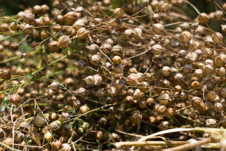 closeup ripe dry seed capsules of common flax or linum usitatissimum stock photo.の写真素材