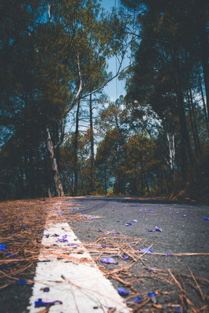 Low angle picture of road and white strip in forest and pine leaves, blue flowers on road.の写真素材