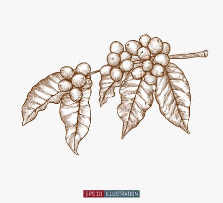 Hand drawn coffee branch. Leaves and berries. Engraved style vector illustration. Template for your design works.のイラスト素材