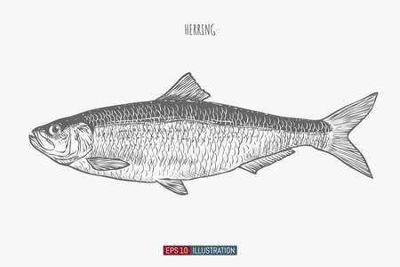 Hand drawn herring fish isolated. Engraved style vector illustration. Template for your design works.のイラスト素材