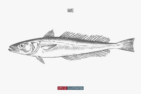 Hand drawn hake fish isolated. Engraved style vector illustration. Template for your design works.のイラスト素材