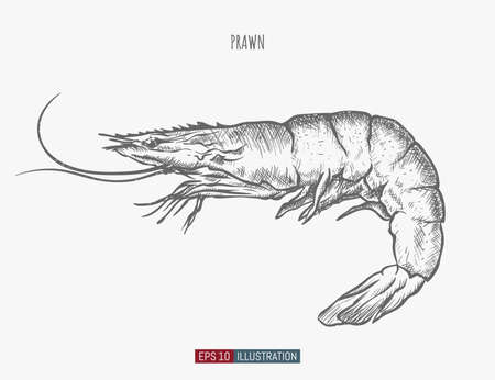 Hand drawn prawn isolated. Engraved style vector illustration. Template for your design works.のイラスト素材