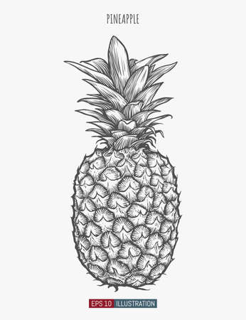 Hand drawn pineapple isolated. Template for your design works. Engraved style vector illustration.のイラスト素材