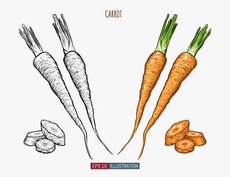 Hand drawn carrot. Template for your design works. Engraved style vector illustration.のイラスト素材