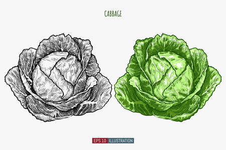 Hand drawn cabbage. Template for your design works. Engraved style vector illustration.のイラスト素材